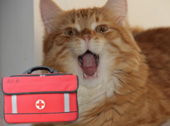 Как спасти питомца в Воронеже, если его невозможно довезти в клинику 