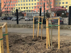 Неприглядную картинку возле “звездного” отеля засняли в Воронеже