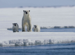 В Воронеже научное сообщество и студенты обсуждают проблемы Арктики