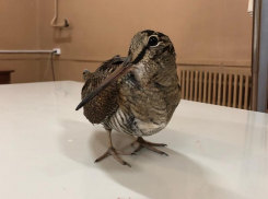 Птицу с необычным названием обнаружили на своем балконе жители Воронежа