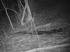 В Воронежском заповеднике запечатлели необычное поведение зайца на водопое
