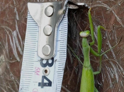 Большие богомолы захватили жителей Воронежской области – опубликованы фото