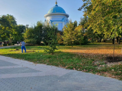 Названы воронежские улицы, на которых высадили новые деревья-крупномеры