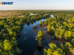 В 174 млн оценили ущерб от пожара в Воронежском заповеднике