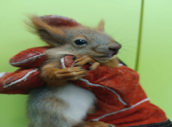 Малыша с черепно-мозговой травмой спасли воронежские волонтеры 