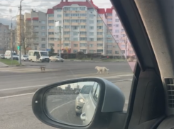 Смыслящих в ПДД собак с укором показали воронежцам     