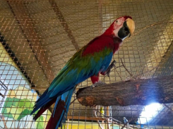 Чистюля и неприхотлив в еде: нового обитателя воронежского зоопарка показали на видео 