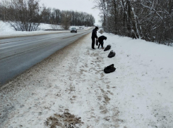 Разбросанные трупы кур обнаружили в неожиданных местах в воронежском селе