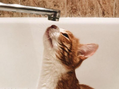 Где отключат горячую воду с 14 по 20 августа в Воронеже