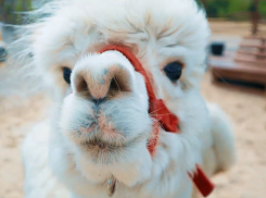 Территория мимимишных дел: как живет экзотический Парк Альпак в Воронеже