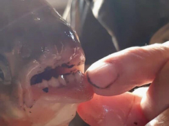 Пугающую рыбу с человеческими зубами поймали в Воронежском водохранилище