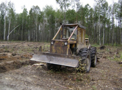 В Воронежской области планируется высадить 1409 деревьев