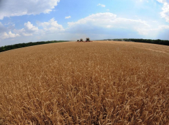 Сокращен объем государственной поддержки воронежским аграриям 