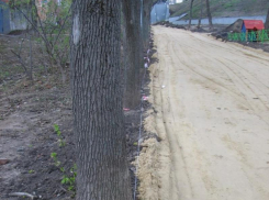 Городская администрация ответила по поводу опасности уничтожения аллеи кленов на Помяловского