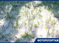 Весь в пуху я: как лето испытывает аллергиков в Воронеже