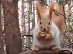 Рыжую красавицу с аппетитным орехом сняли крупным планом в воронежском парке