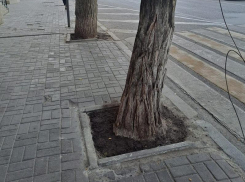 Что случилось с залитыми цементом деревьями в центре Воронежа