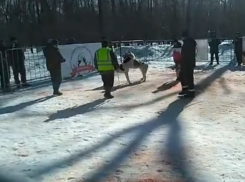 Кровавыми собачьими боями заинтересовались воронежские полицейские