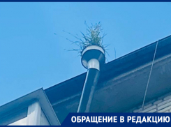 Коммунальщики настолько забросили дождевой слив в Воронеже, что на нем вырос куст 