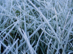 Спасатели предупредили воронежцев о заморозках до -2 °C