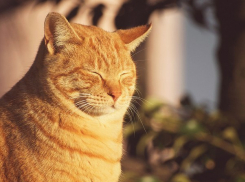 В Воронеже на выходных будет тепло и солнечно