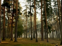 Александр Гусев попросил сберечь «Лес Победы»