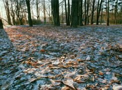 На рабочей неделе воронежцев ждет резкое похолодание