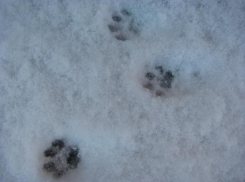 Синоптики выяснили, когда в Воронеж придет настоящая зима	