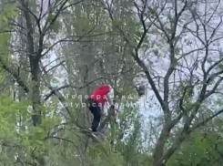 Кота стрясли с дерева в воронежском парке 