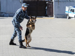 Что случилось с группой из пяти человек, попытавшихся проникнуть в Россию через воронежскую границу