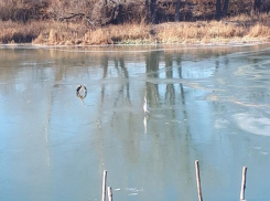 Одинокий лебедь замерзает на реке в Воронежской области