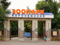  Летом воронежцы смогут увидеть обновленную коллекцию птиц Воронежского зоопарка