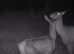 У вас двойня: олениха стала многодетной мамой в Воронеже