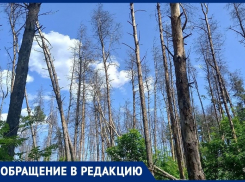 «Превращается в помойку», – житель Воронежа не понимает, почему Северный лес не нужен Гусеву