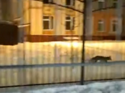Лису сняли на видео на территории воронежского детского сада