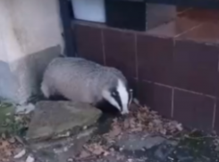 Барсука, решившего закупиться перед зимней спячкой, увидели у магазина под Воронежем