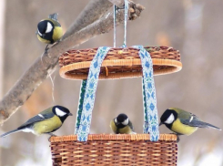 Воронежцы могут помочь птицам перезимовать