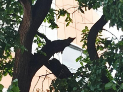 Надломившееся дерево угрожает головам воронежцев