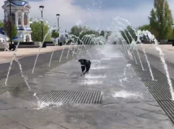 Как же безумно обрадовался лету воронежский пес-побегос