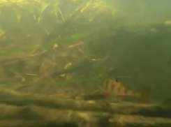 Подводный мир воронежской реки показали на видео