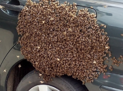 Тысячи пчел атаковали бензобак машины в Воронеже