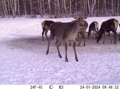 Зимнюю столовую для животных показали на видео в Воронежской области