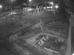 Высаженные кусты кизильника почти сразу украли в Воронежской области 