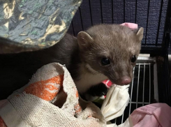 Воронежские волонтеры спасли «живое золото» меховой индустрии