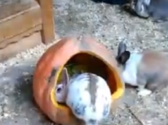 Милейший конкурс определил самого смелого кролика в Воронежском зоопарке