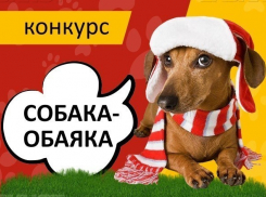 Определены победители конкурса «Собака-обаяка»
