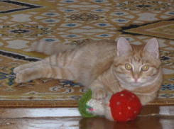 Двадцать первый участник конкурса Я и мой любимец Александра Юн и ее кот Борис (ФОТО-ИСТОРИЯ)