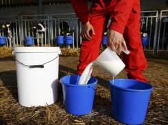 Сеть натуральной «молочки» «Дарёна» закрывается в Воронеже из-за низкого спроса