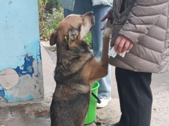 «До сих пор ждёт хозяина»: в Воронеже появился свой пёс Хатико
