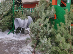 Сотня елочных базаров начала работать в разных уголках Воронежа